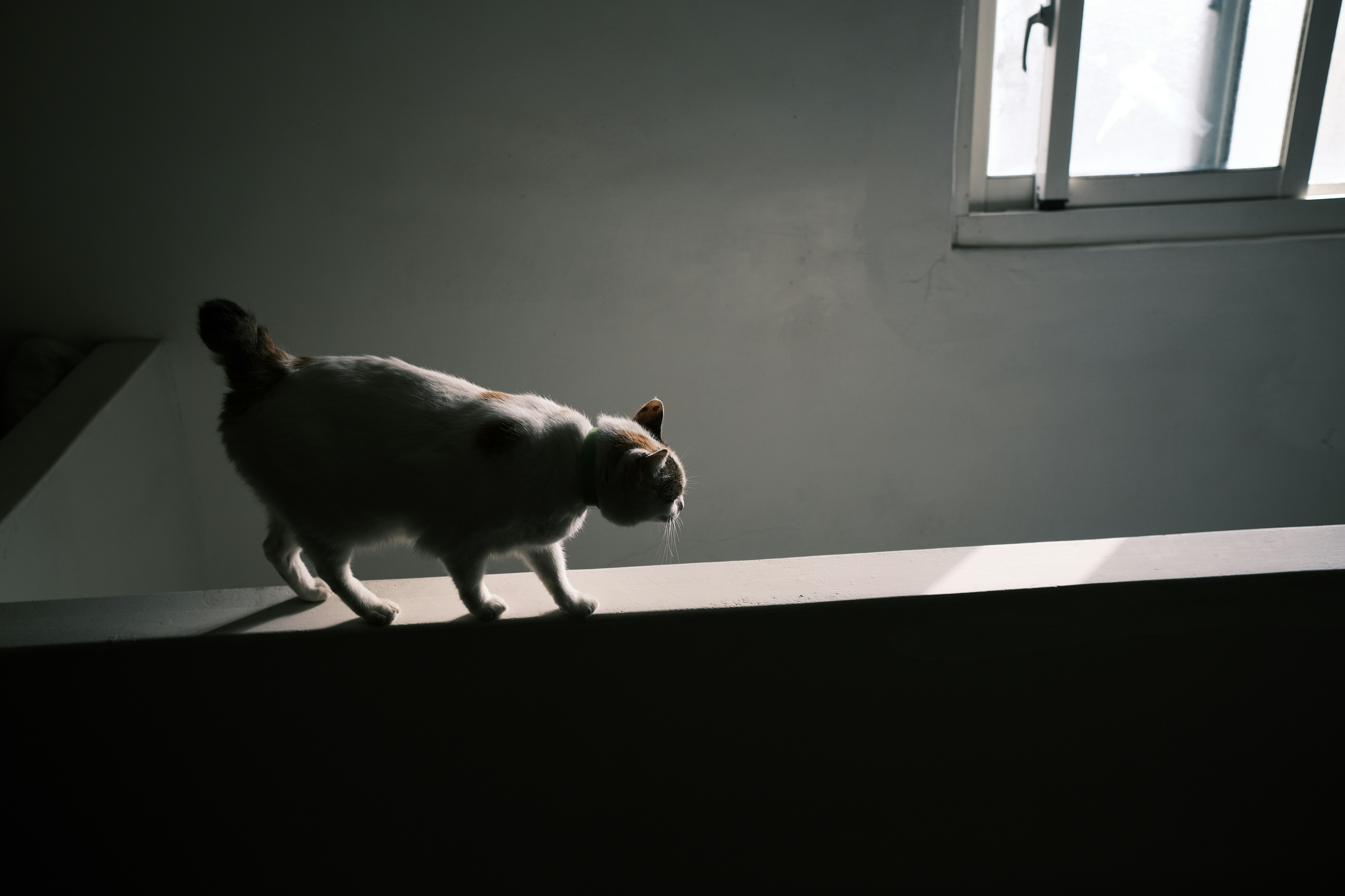 Spatial Memory and Crate Familiarity