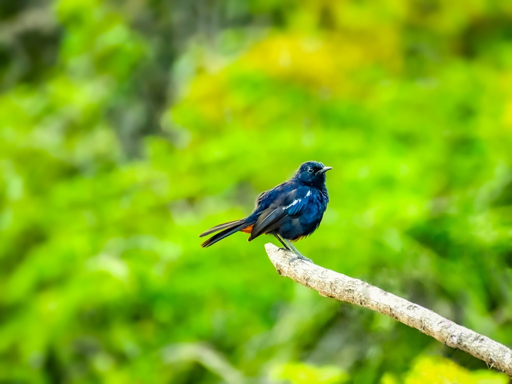 Uccello blu sul ramo marrone dell'albero durante il giorno