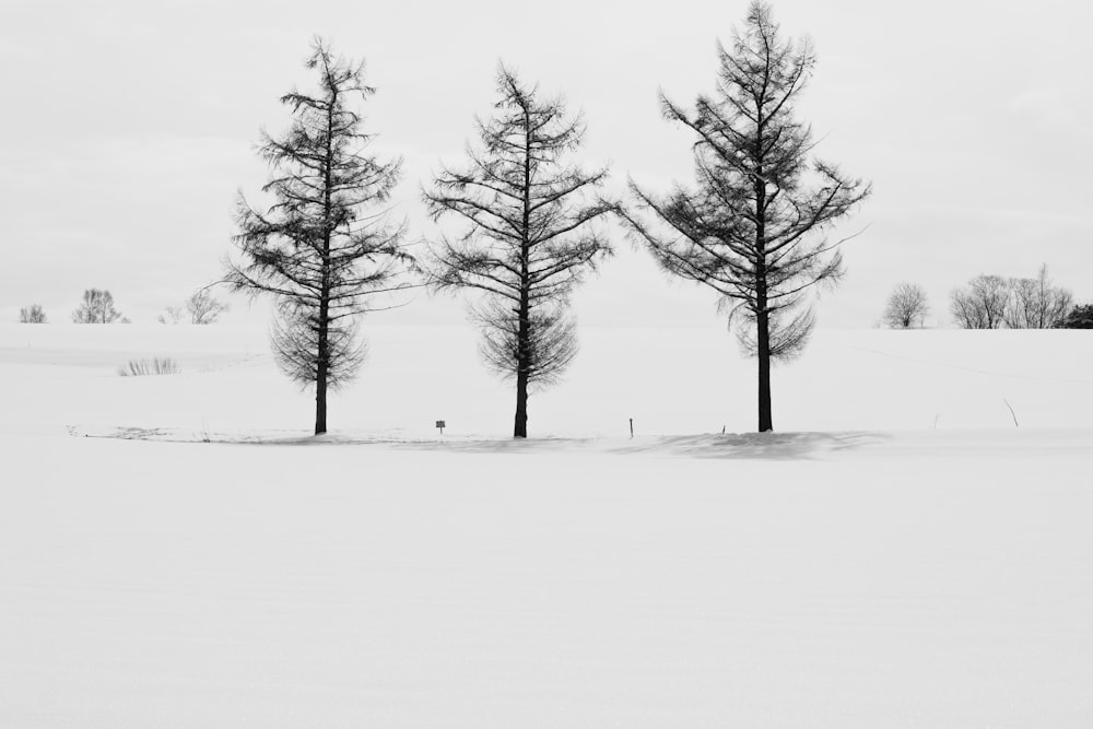 trees on snow covered ground during daytime