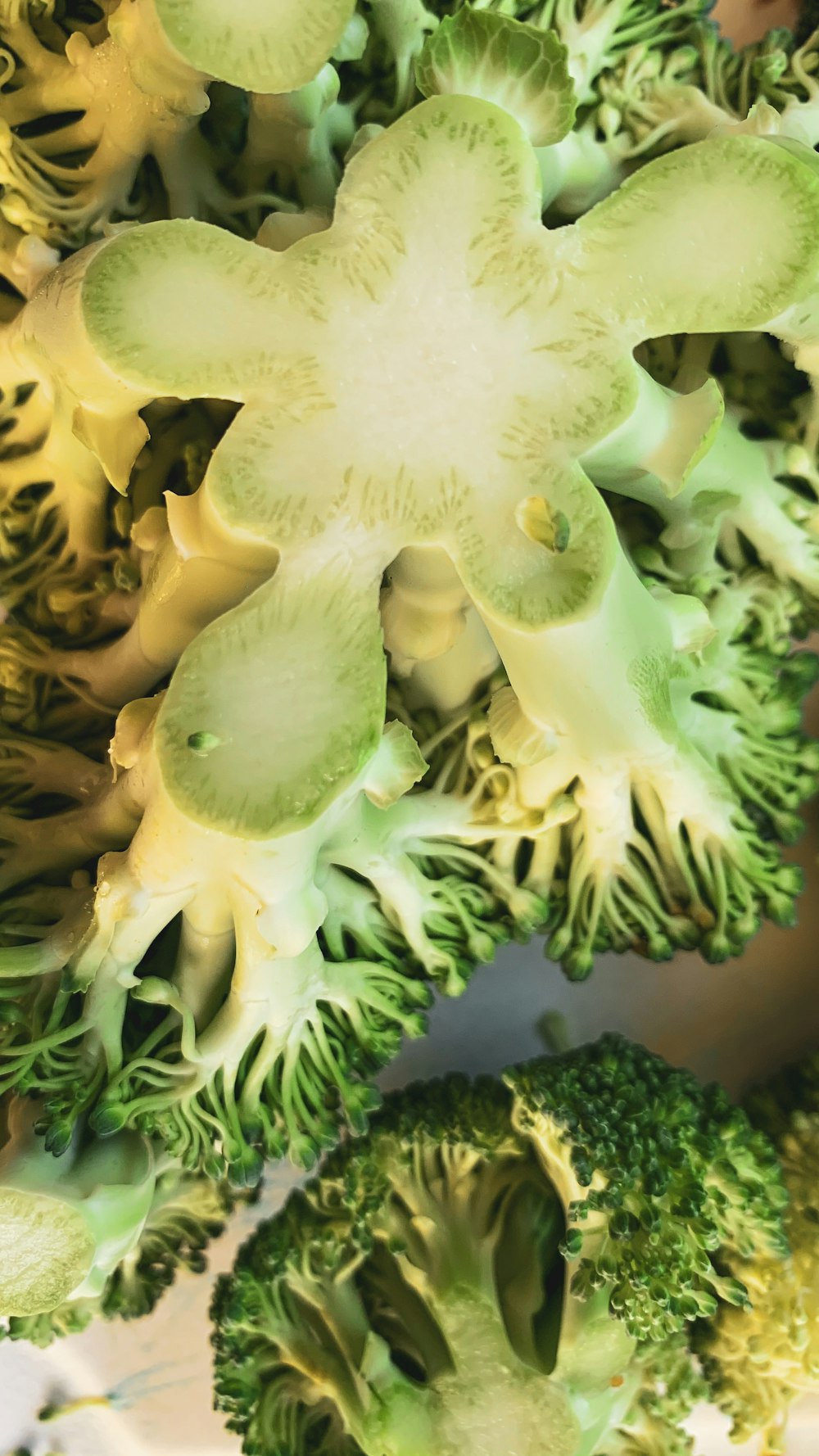 green and brown plant in close up photography