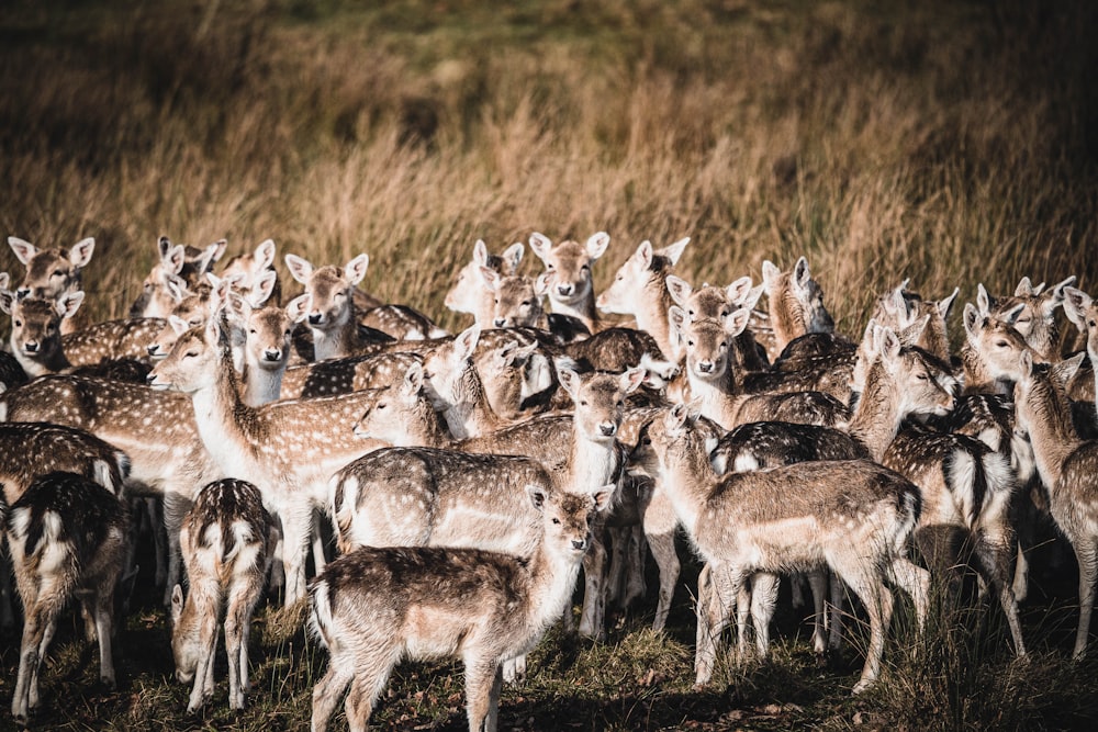 herd of goats on green grass field during daytime