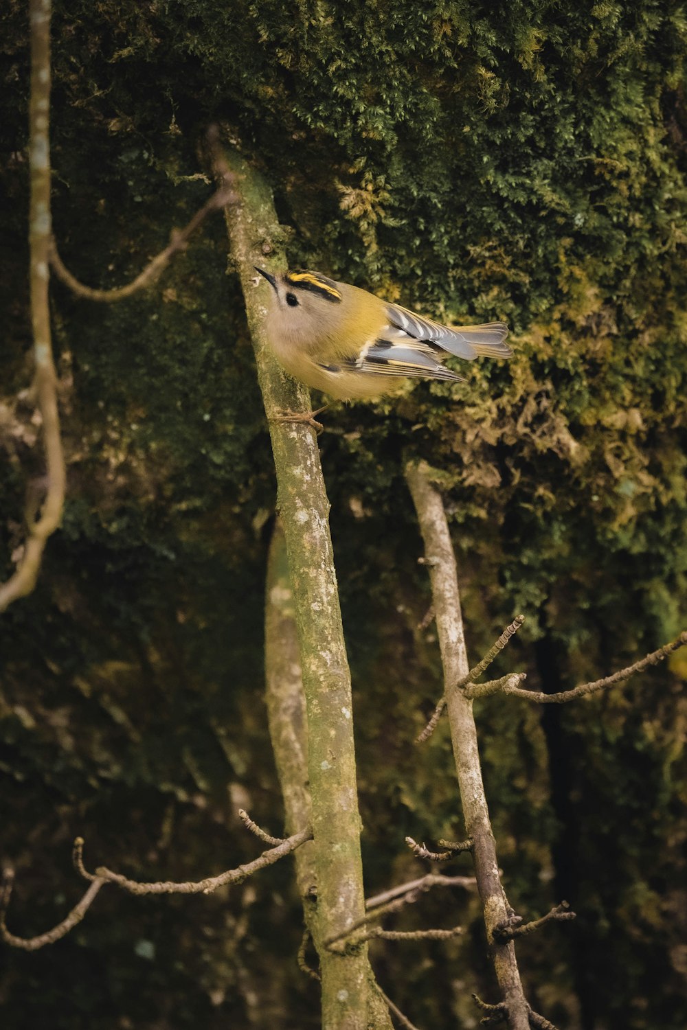 brown and white bird on tree branch