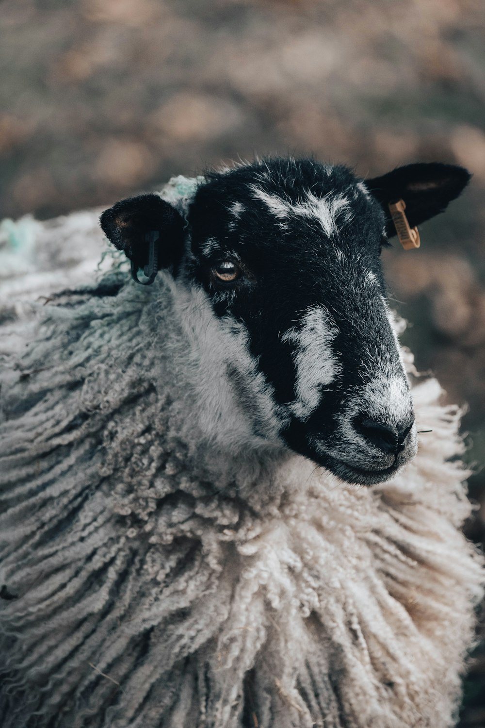 white and black sheep in close up photography