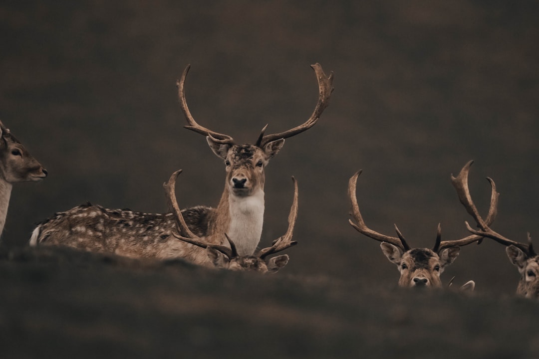 brown and white deer on brown field