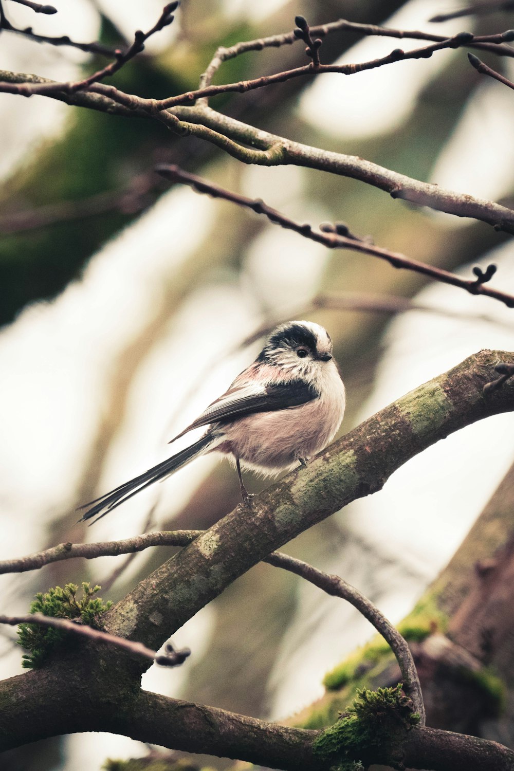 white and black bird on tree branch