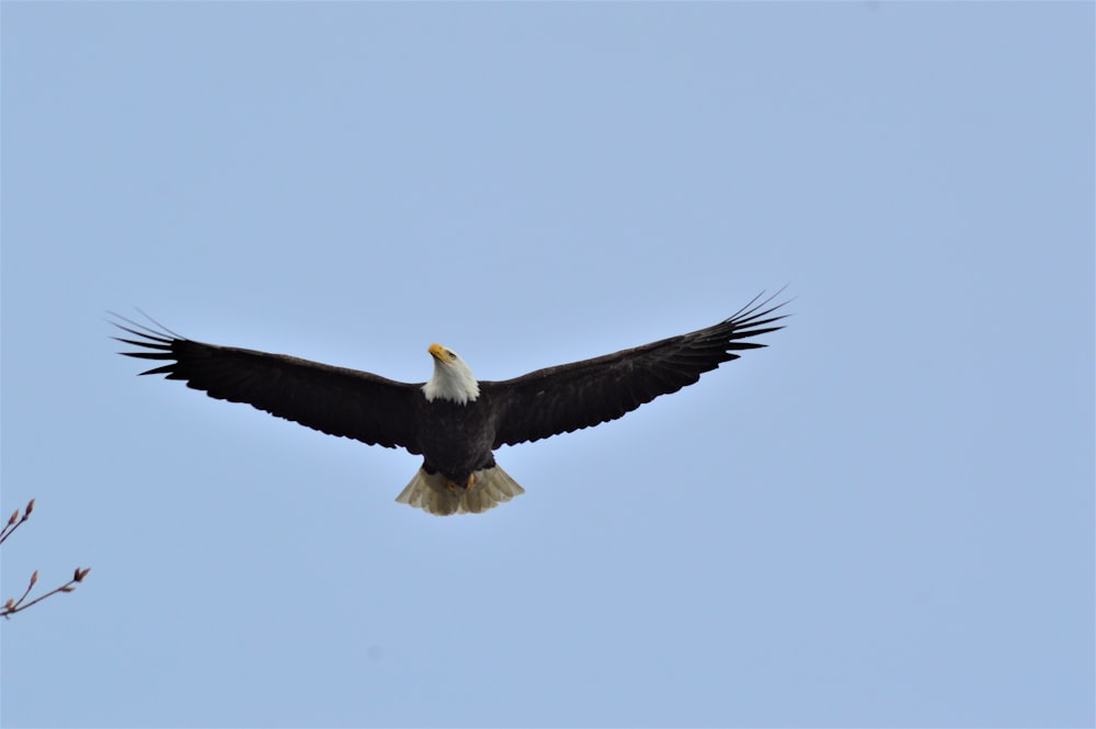black and white eagle flying during daytime