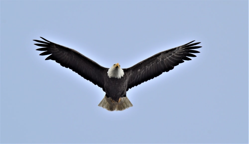 black and white eagle flying