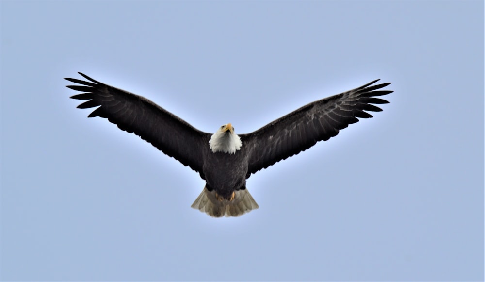 Aigle noir et blanc volant