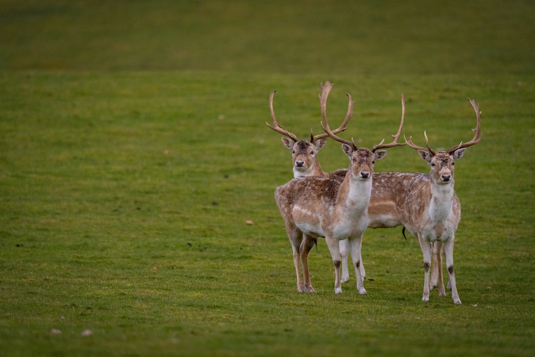 brown deer on green grass field during daytime