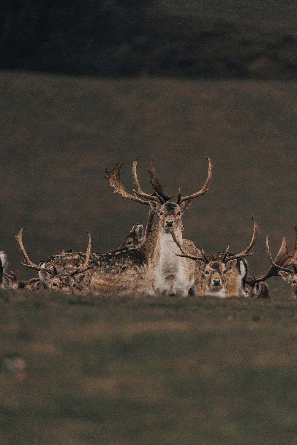 brown deer on brown field