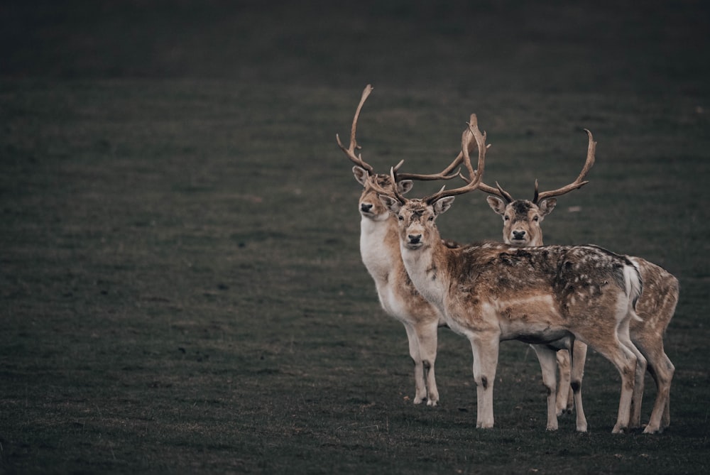 brown deer on brown field