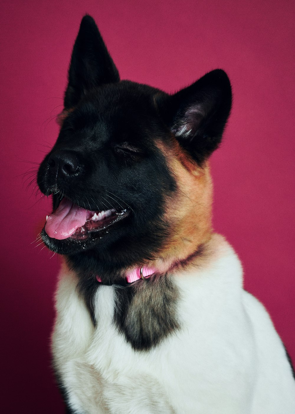 black and white short coated dog