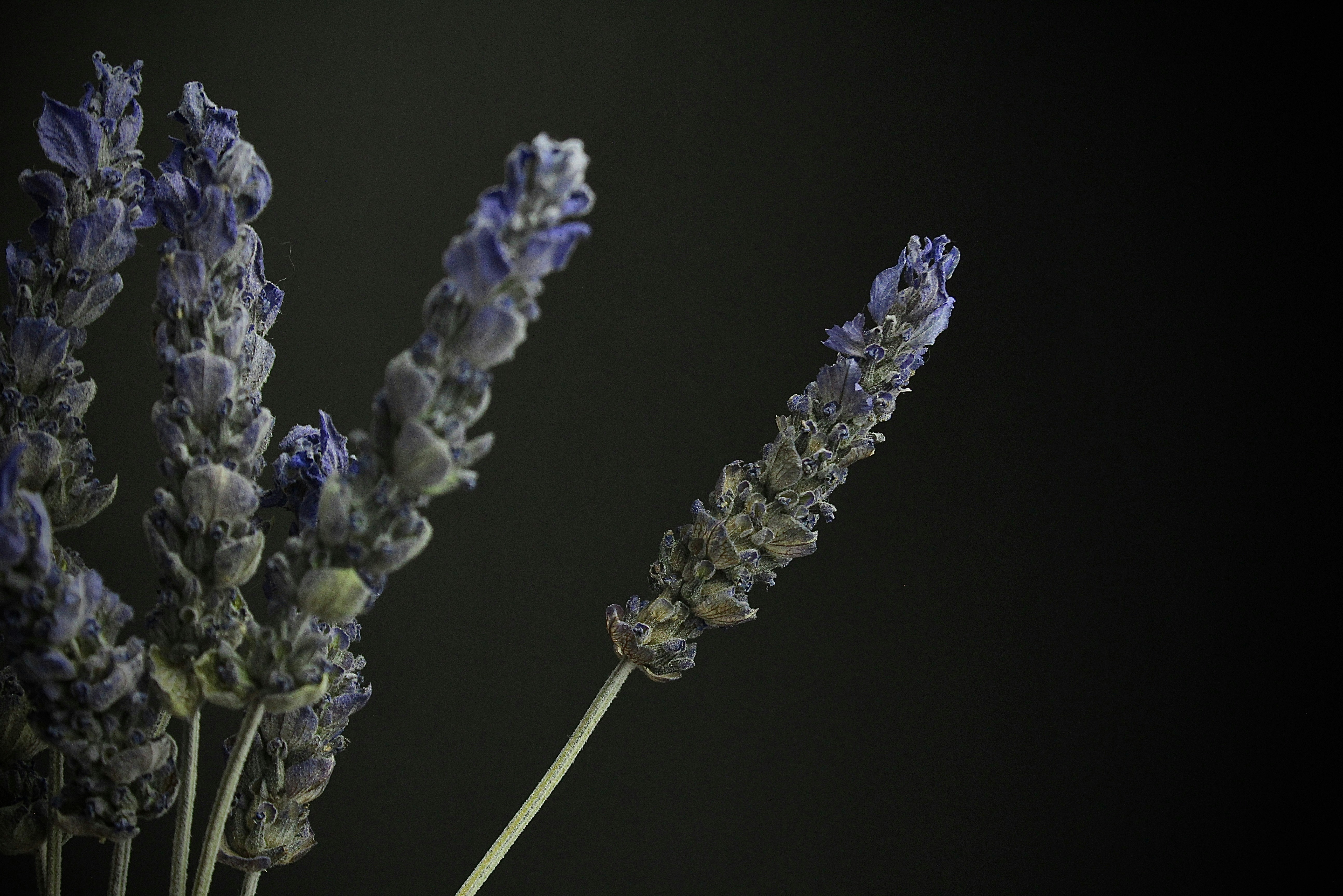 purple and white flower in black background