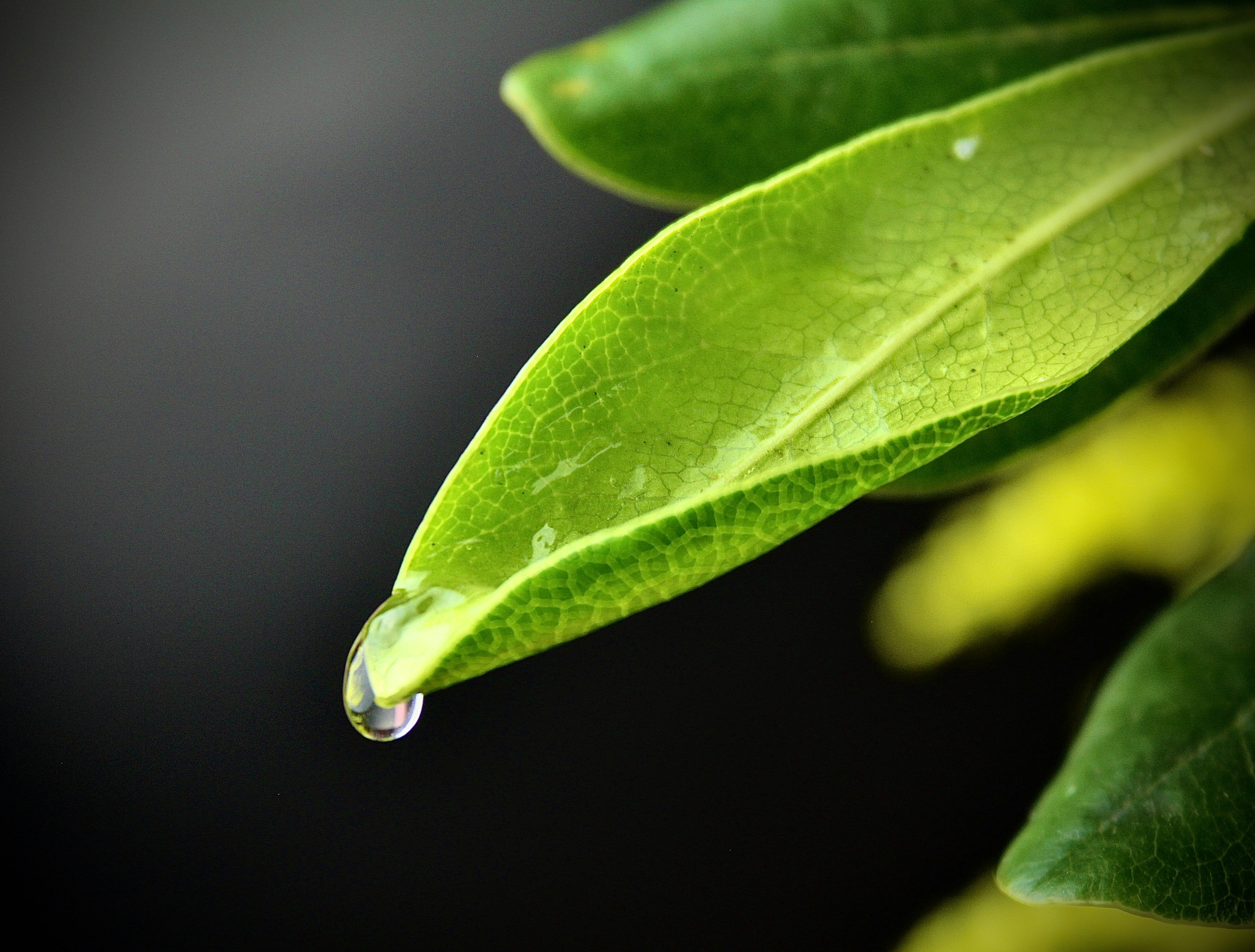 water dew on green leaf