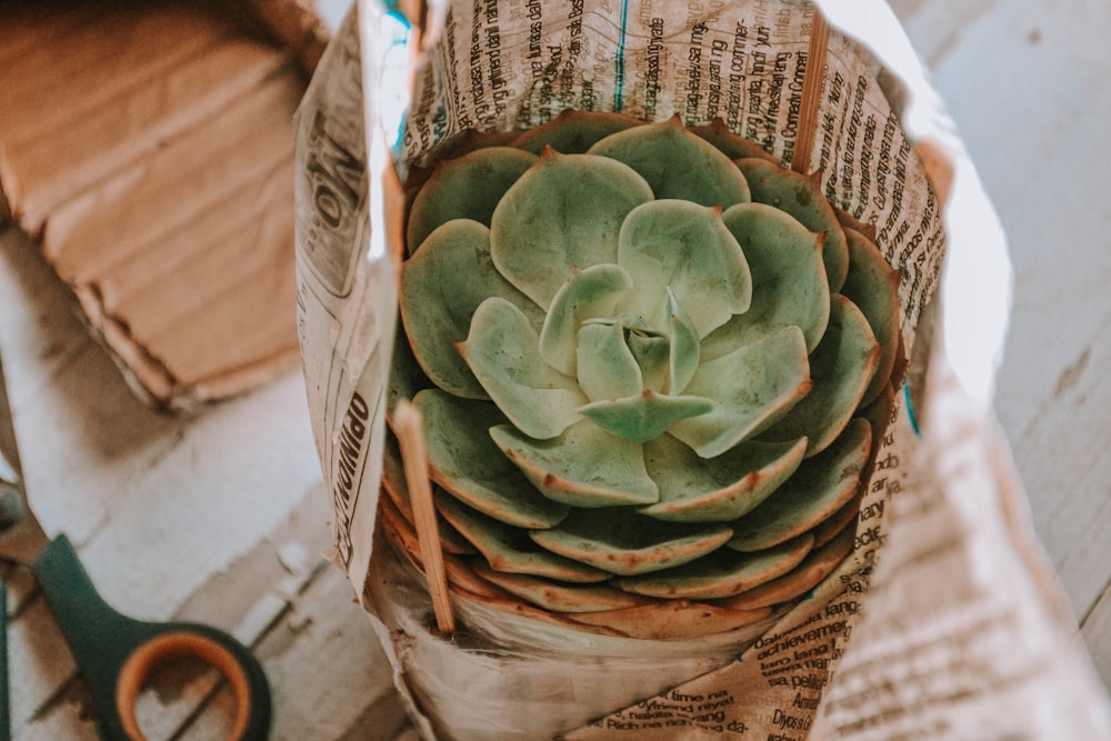 green succulent plant in brown woven basket