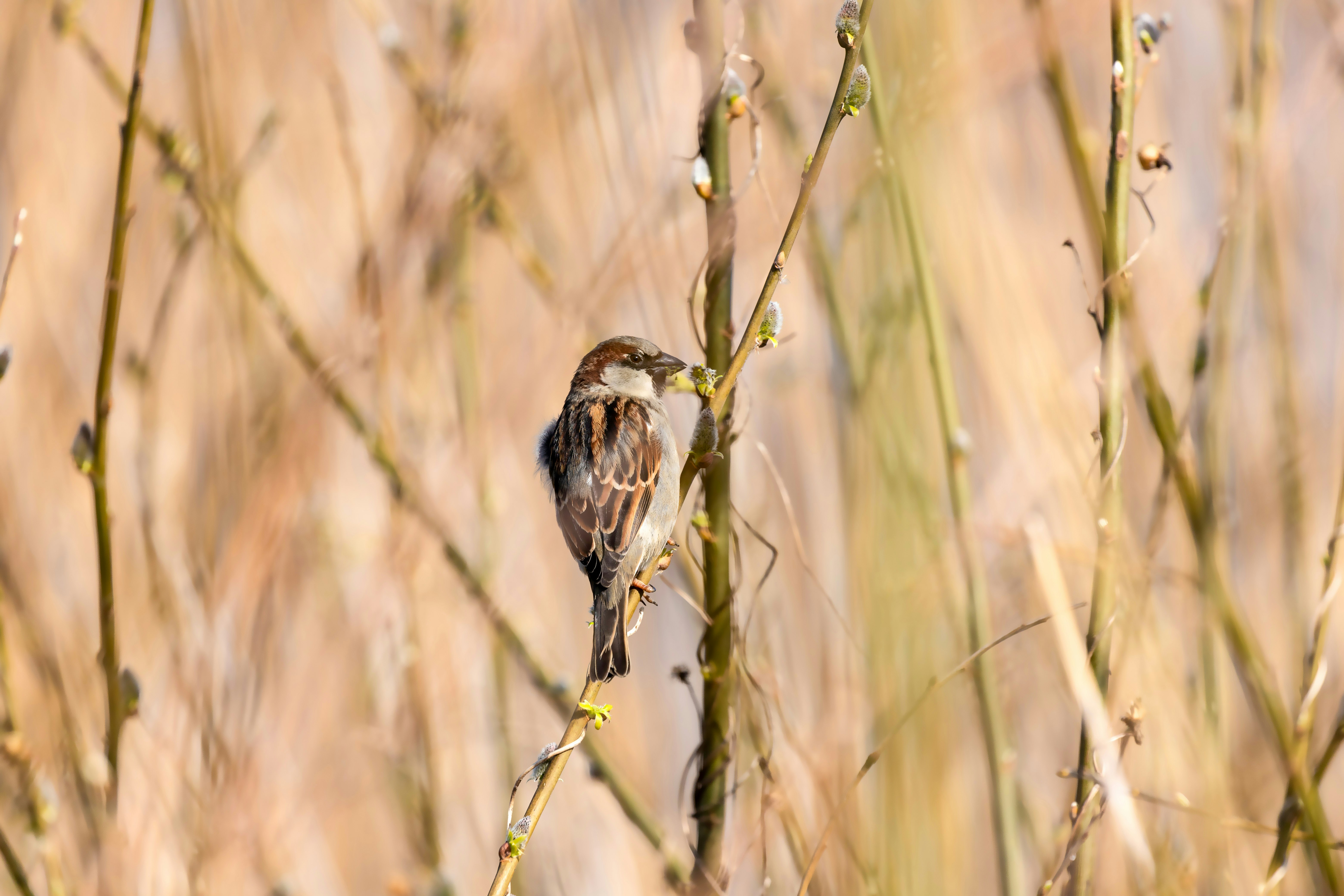 brown bird on green plant during daytime