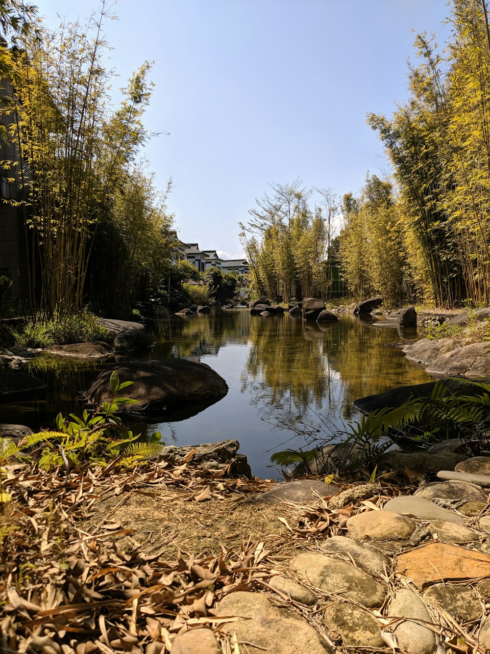 green trees beside river during daytime