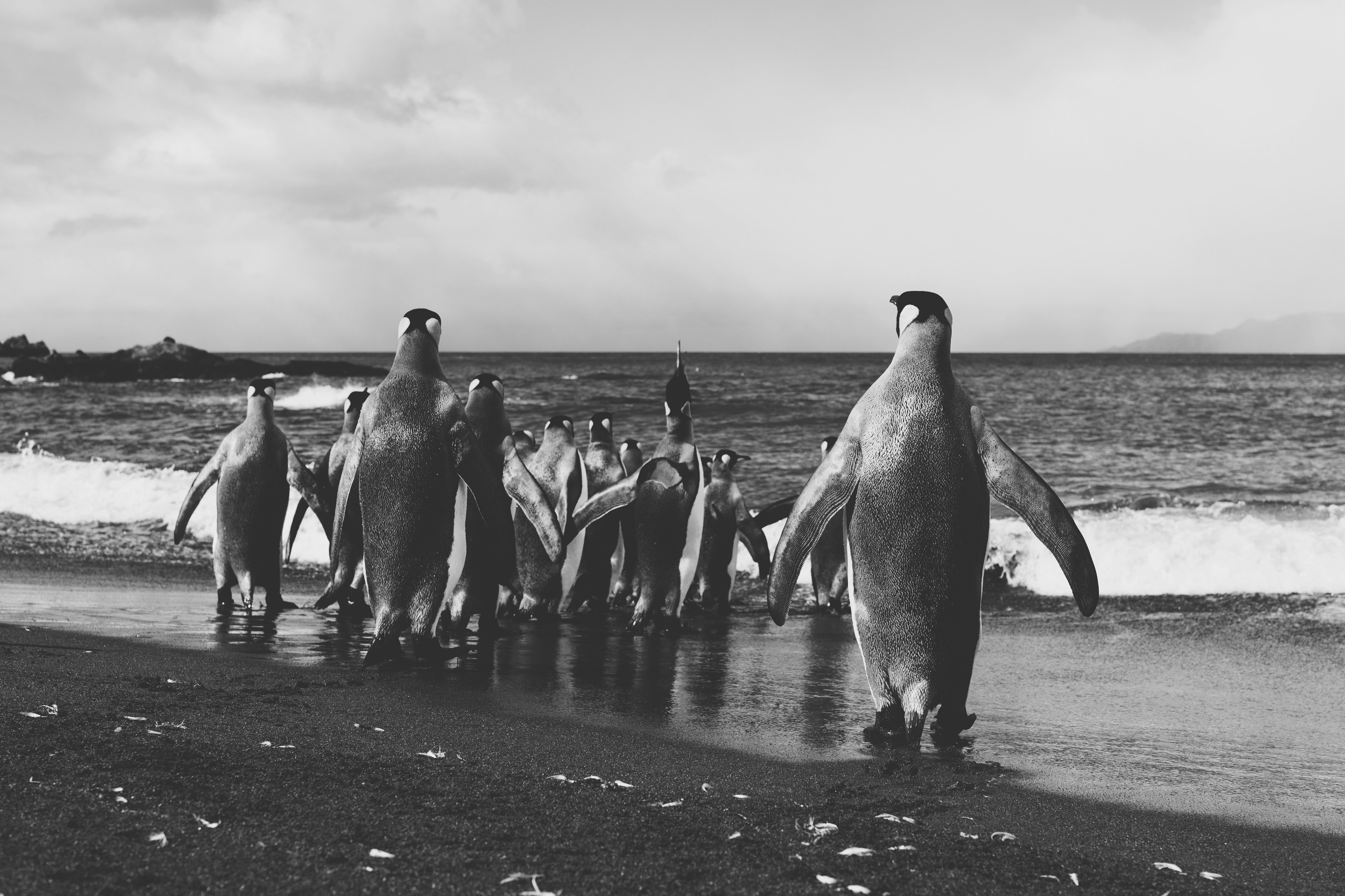 group of penguins on the beach
