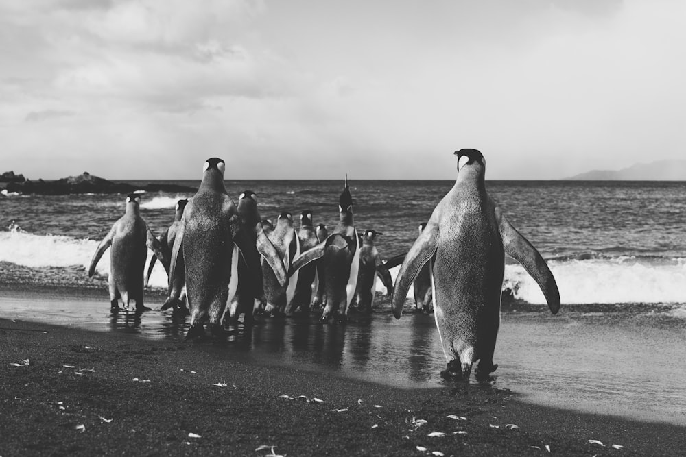 group of penguins on the beach