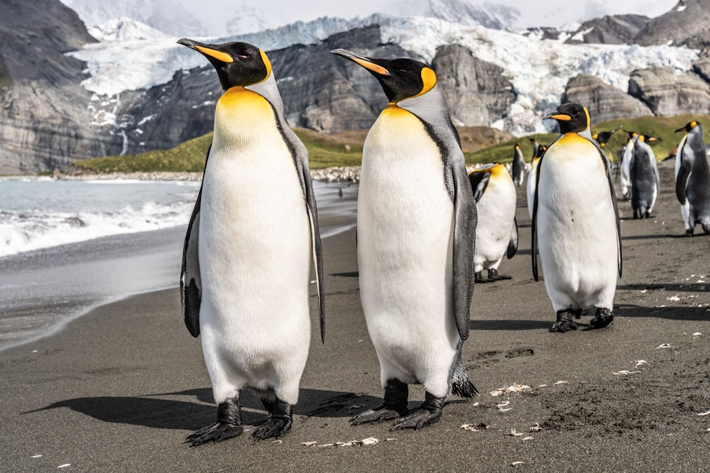 penguins on gray concrete pavement during daytime