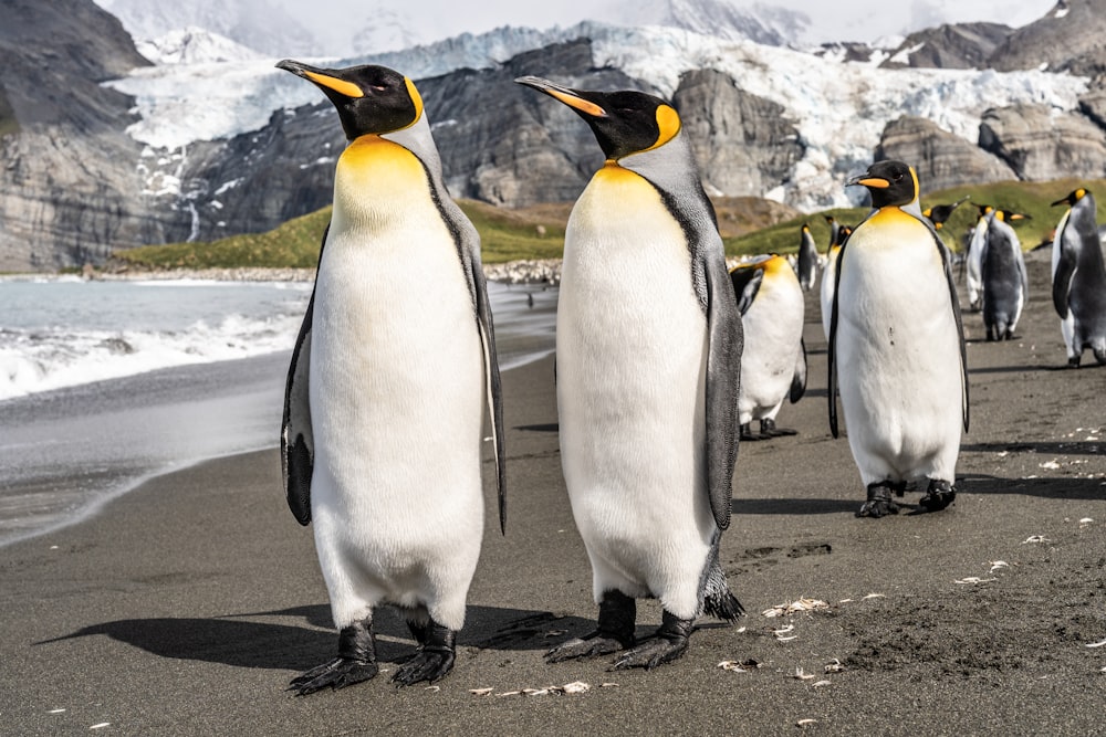 pinguins no pavimento de concreto cinza durante o dia