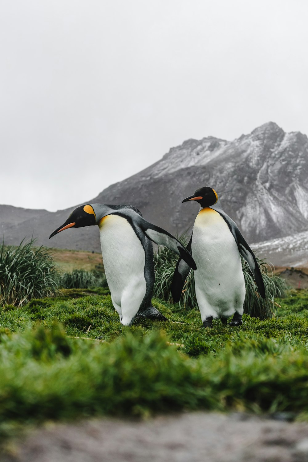 昼間は緑の芝生の上に3羽のペンギン