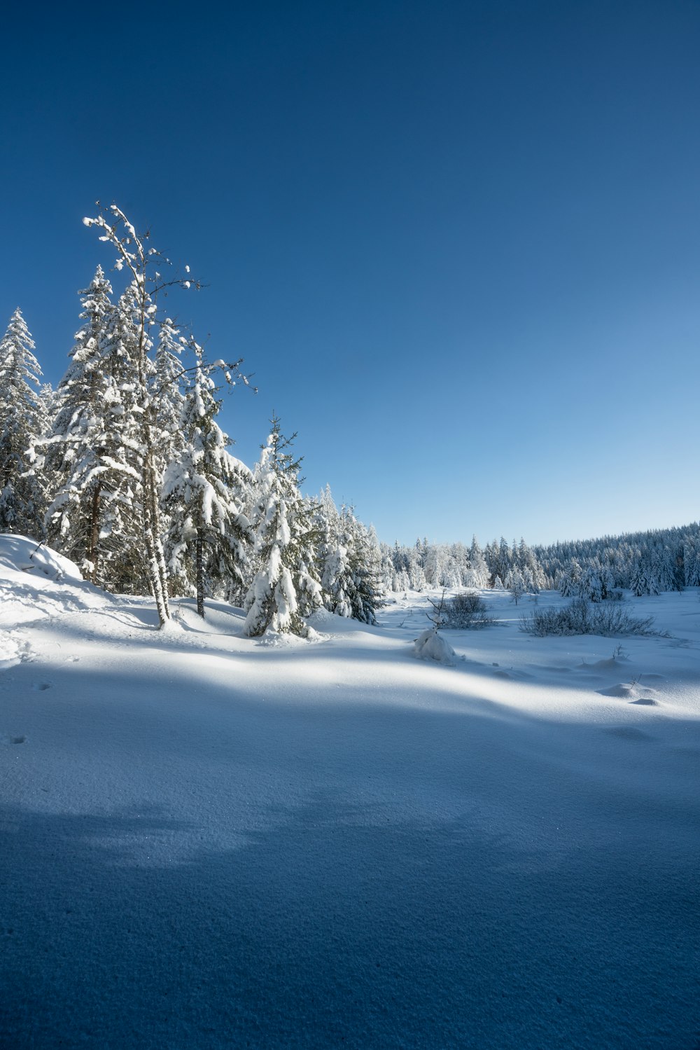 snow covered trees under blue sky during daytime