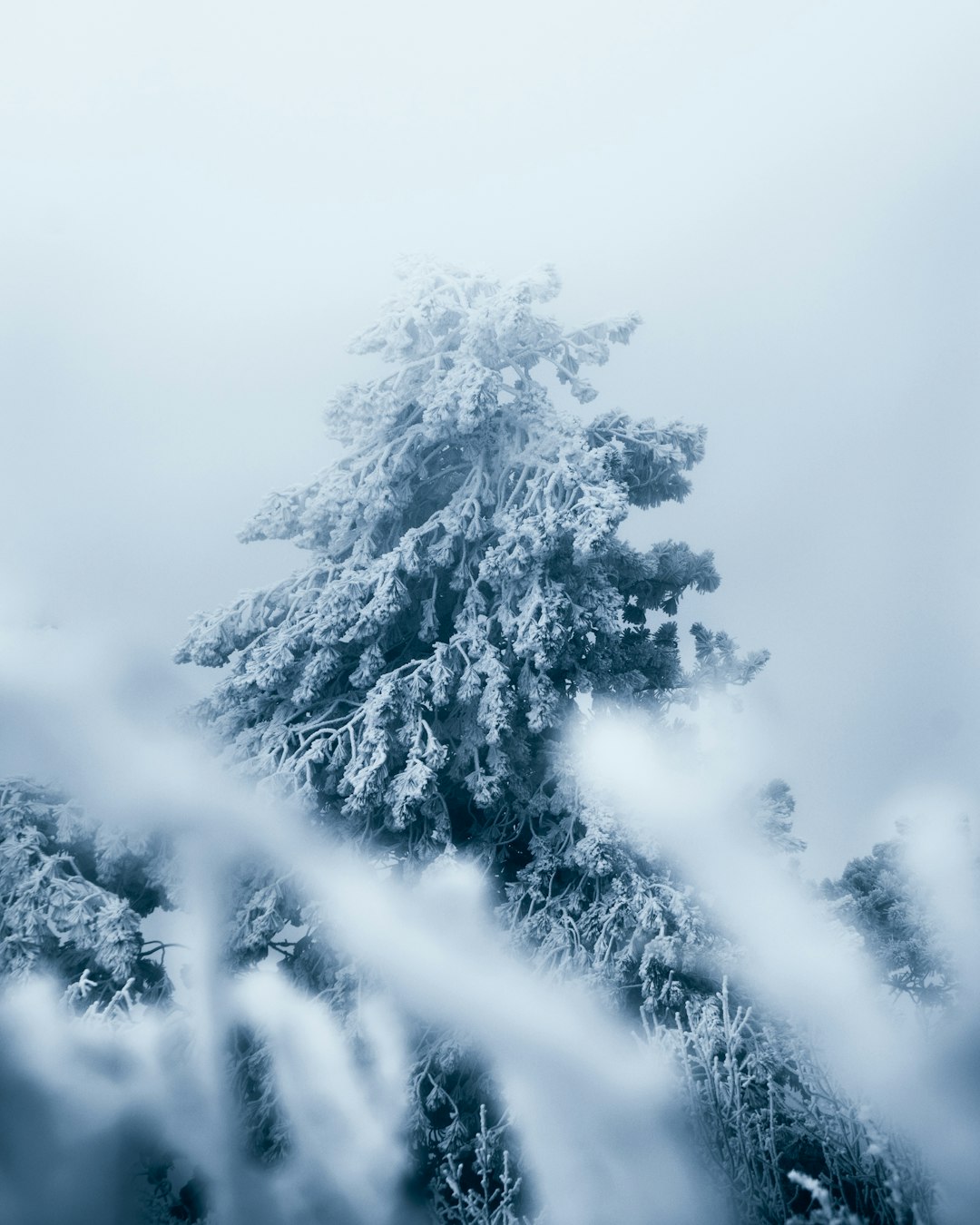 snow covered tree during daytime