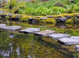green moss on gray rocks in river
