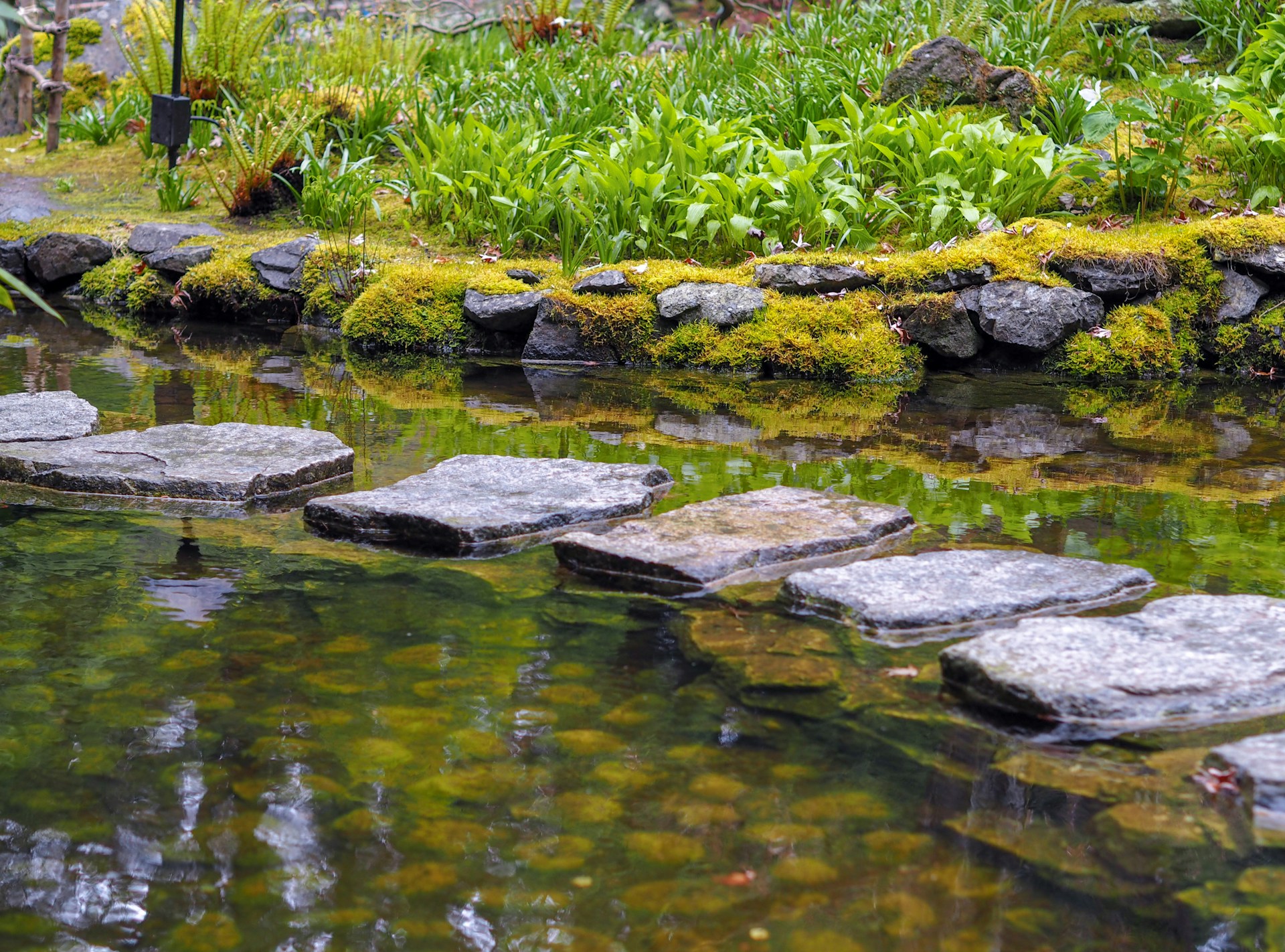 green moss on gray rocks in river
