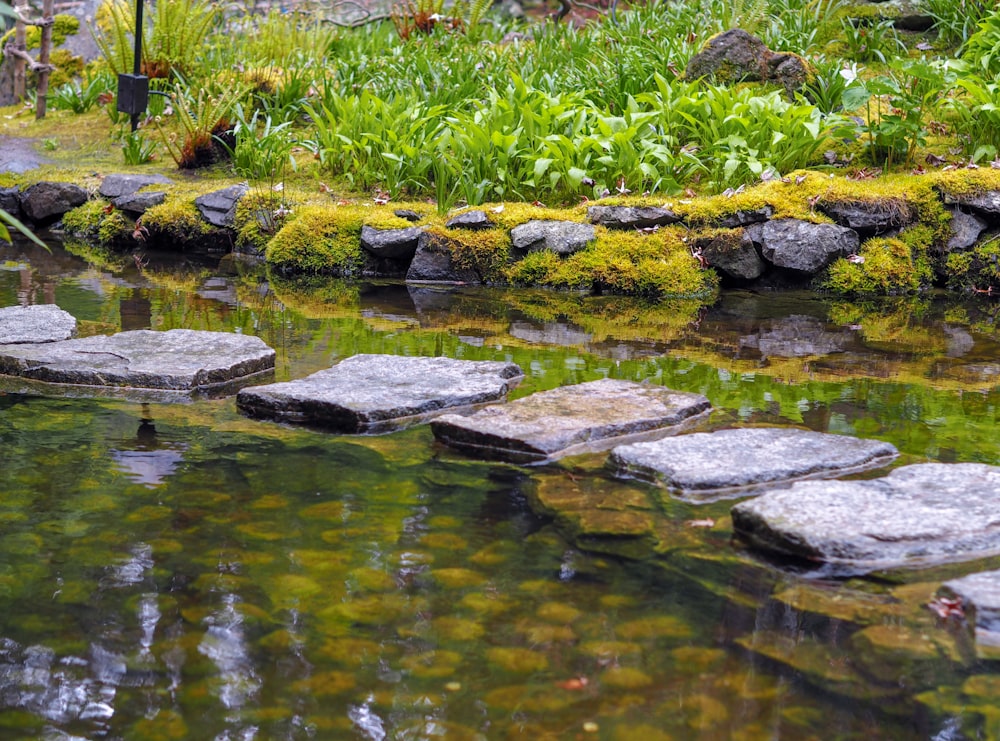 green moss on gray rocks in river