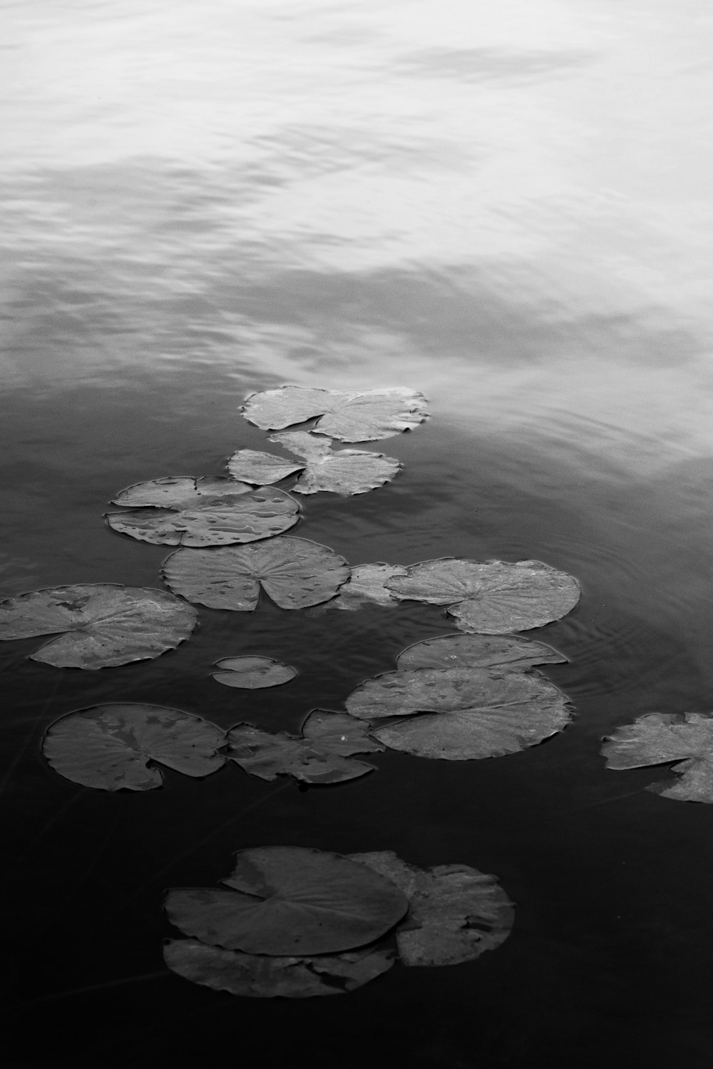 white and black heart shaped stones on water