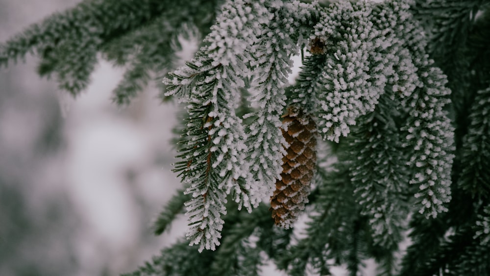 green pine tree covered with snow