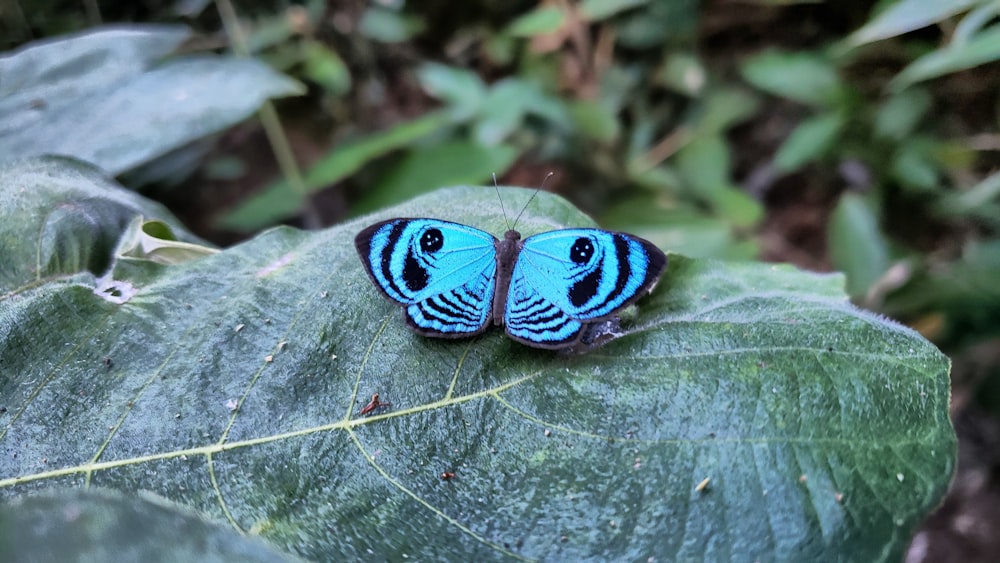 mariposa azul y negra sobre hoja verde