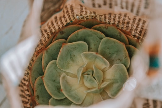 A succulent plant with green, fleshy leaves is wrapped in printed newspaper. The focus is on the rosette pattern of the plant, with the newspaper creating an earthy, textured background.
