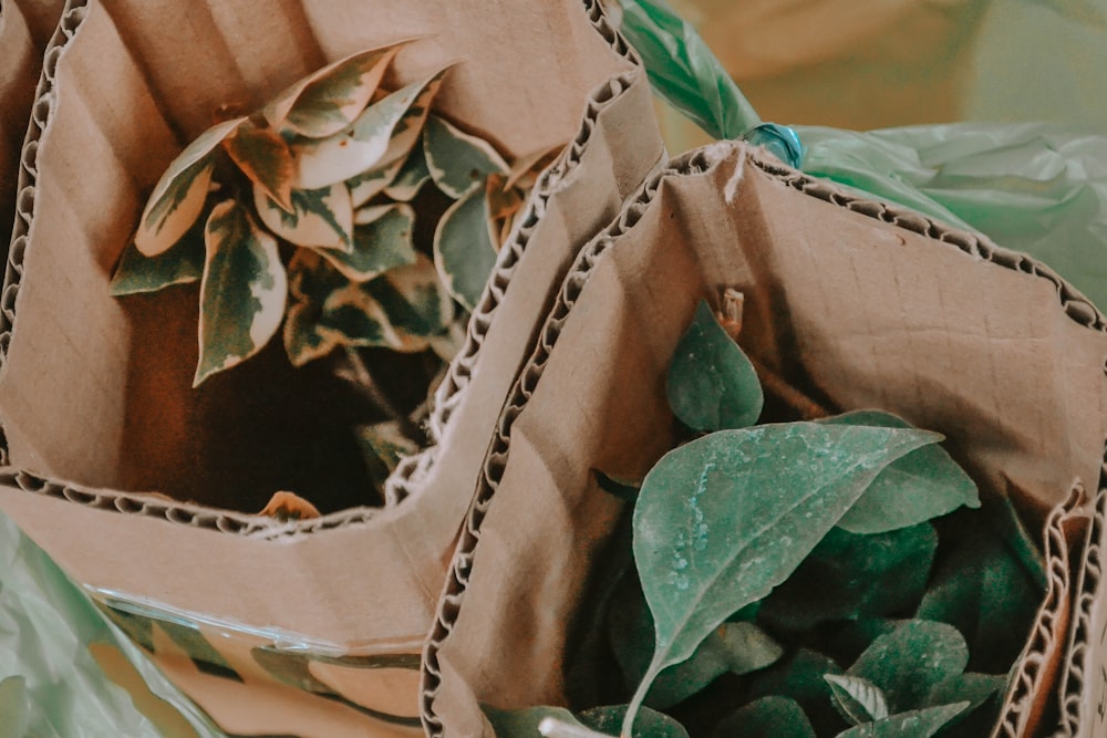 green plant on brown paper bag