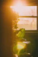 yellow flower near white window