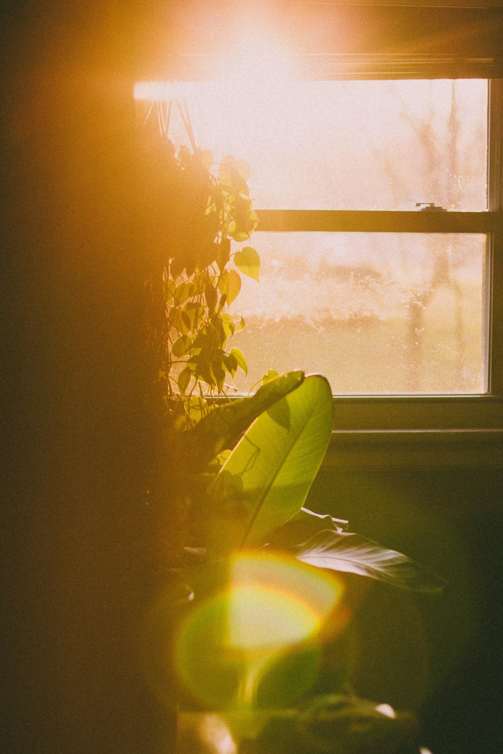 yellow flower near white window