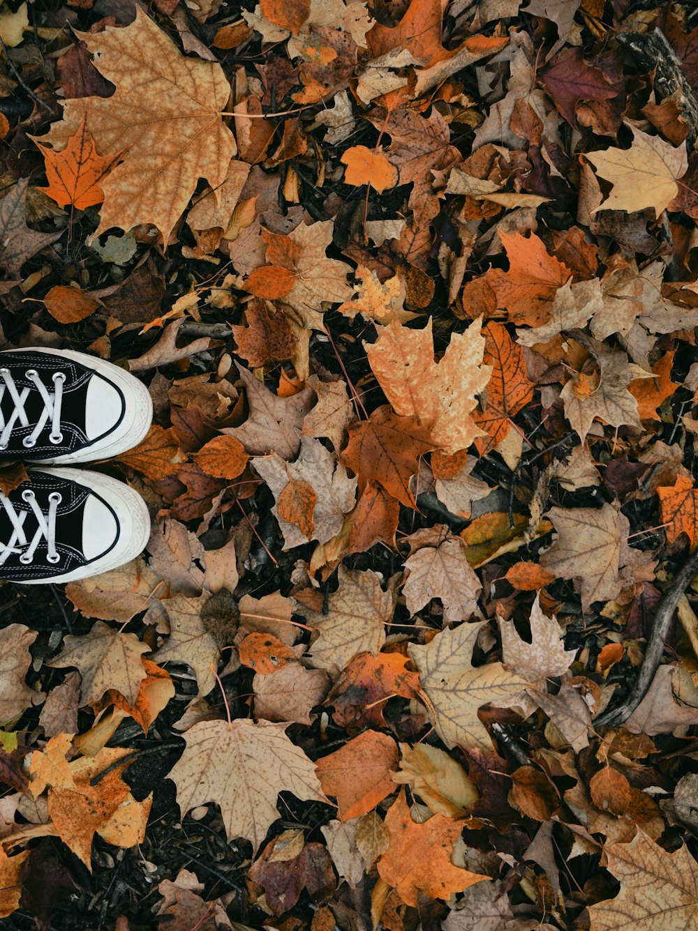 person wearing black and white sneakers standing on dried leaves