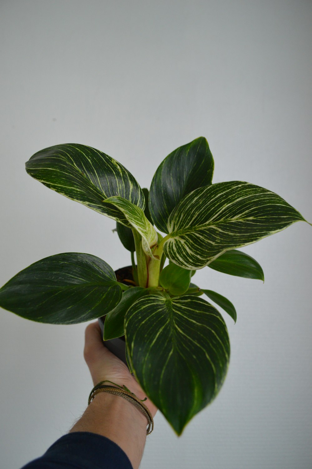 green and yellow plant on persons hand