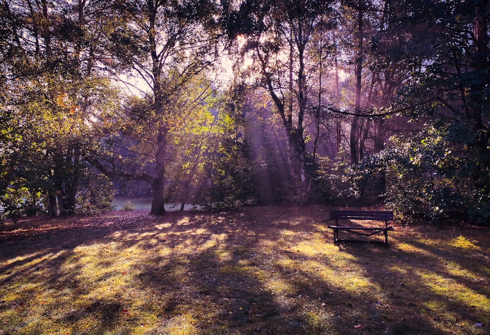 brown wooden bench on green grass field surrounded by trees during daytime