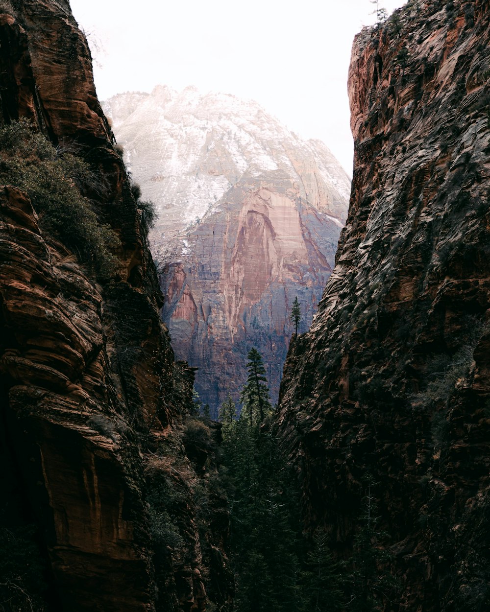 green trees on rocky mountain during daytime