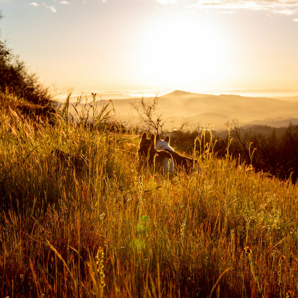 cavalo marrom e branco no campo de grama verde durante o pôr do sol