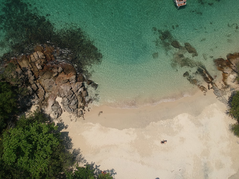 aerial view of green trees beside body of water during daytime