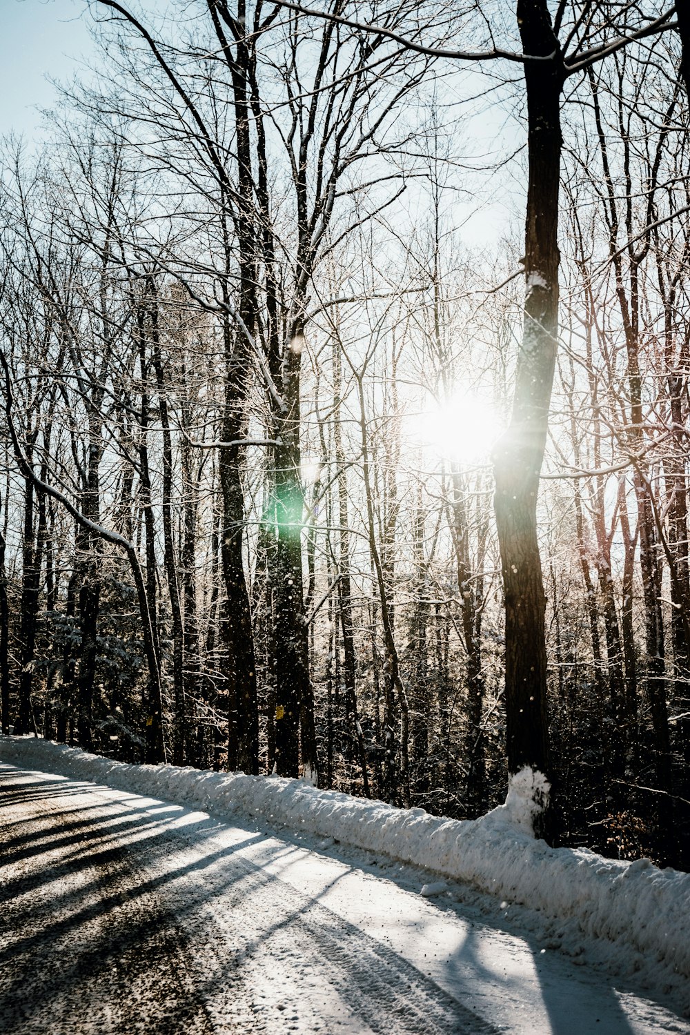 brown trees covered by snow during daytime