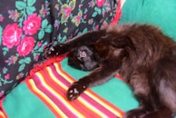 A black cat stretching gracefully on a colorful patchwork quilt.