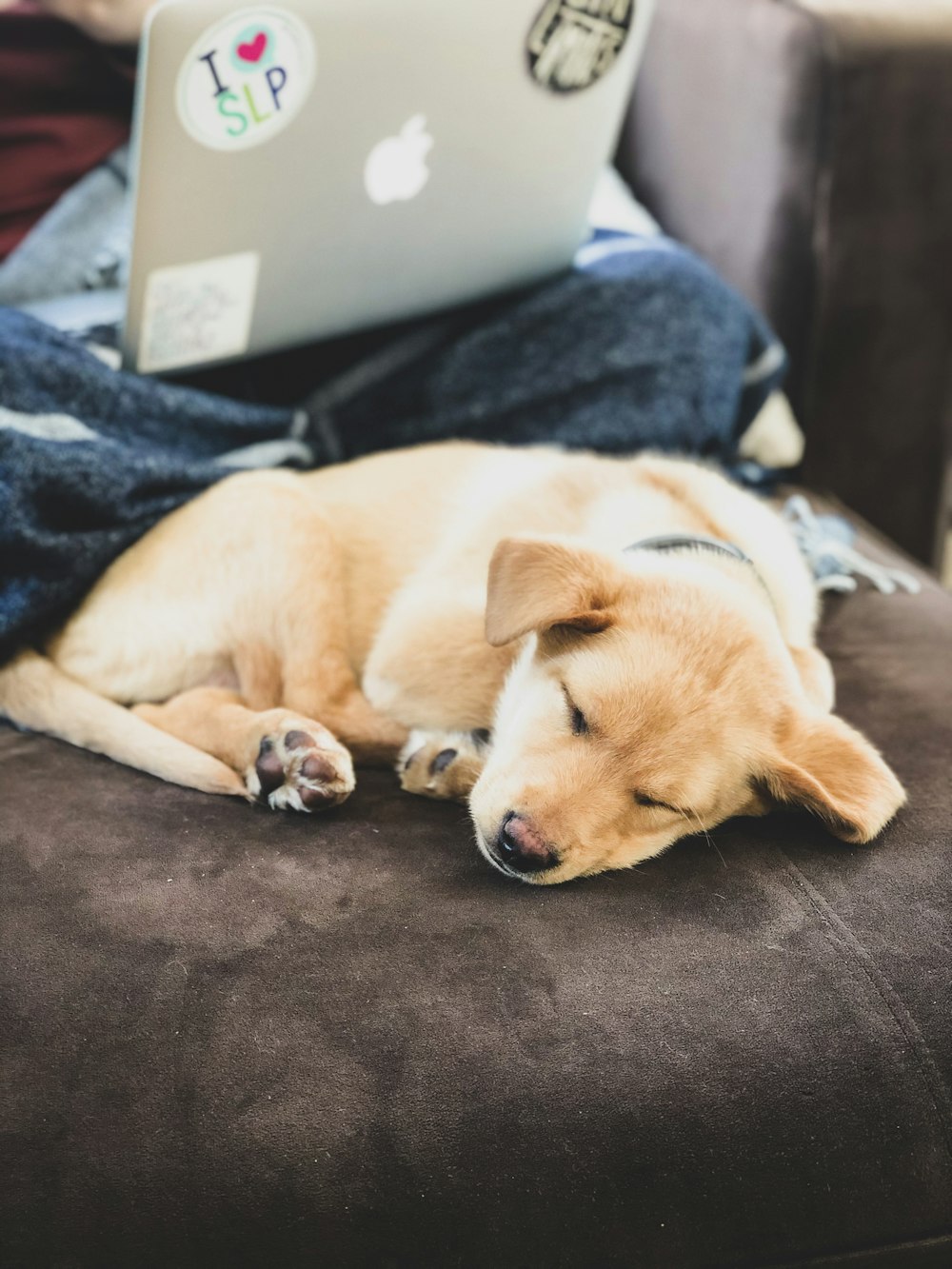 brown and white short coated dog lying on black textile