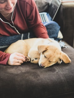 A small puppy sleeps on a dark brown couch while a person nearby smiles and gently holds its paw. The person is wearing a maroon long-sleeve top and earphones, suggesting a relaxed and comforting atmosphere. A laptop is partially visible in the background, indicating a cozy indoor setting.