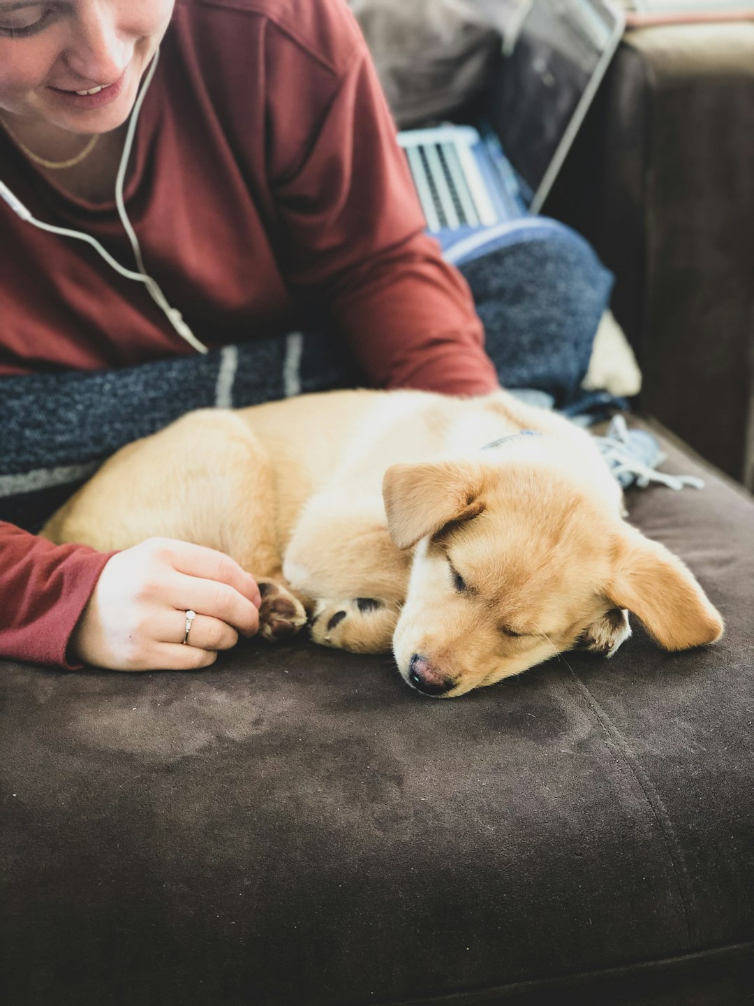 person in brown jacket holding brown short coated dog