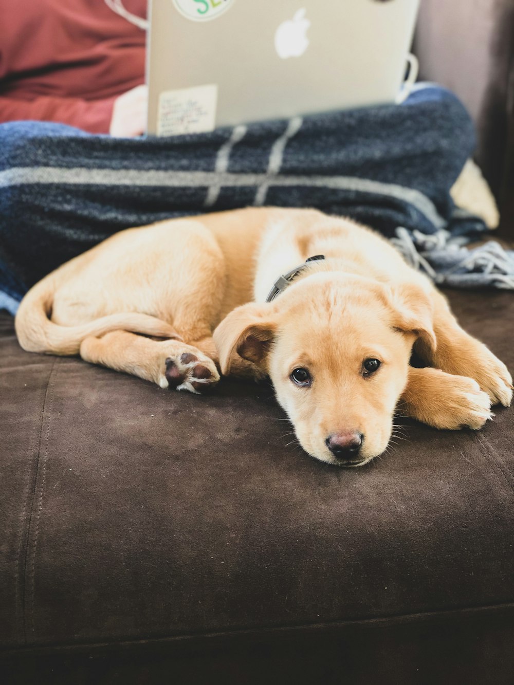 yellow labrador retriever lying on black couch